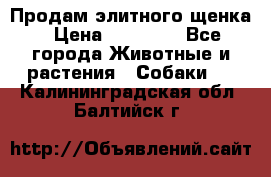 Продам элитного щенка › Цена ­ 30 000 - Все города Животные и растения » Собаки   . Калининградская обл.,Балтийск г.